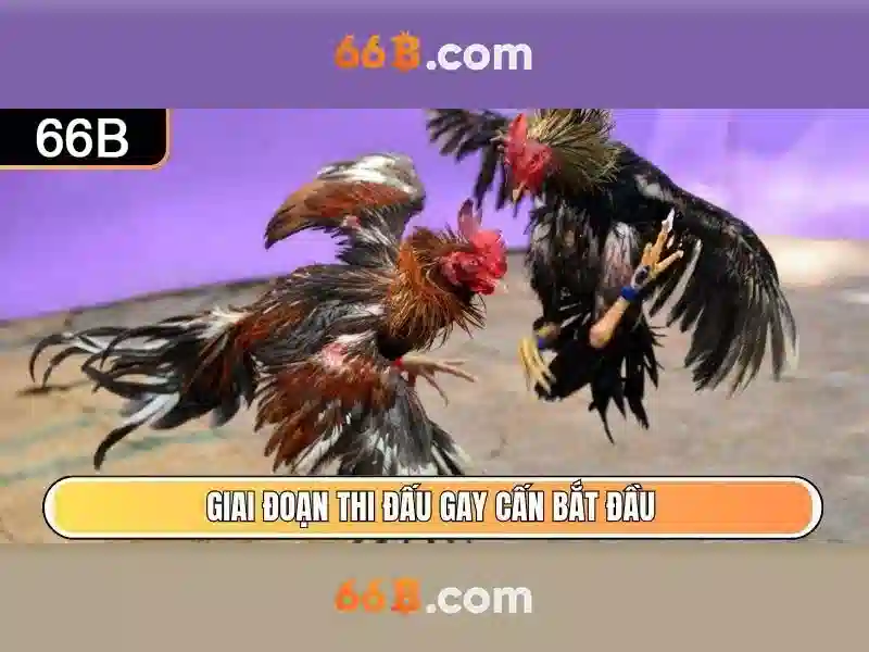 66b: Khám phá tác động và ứng dụng