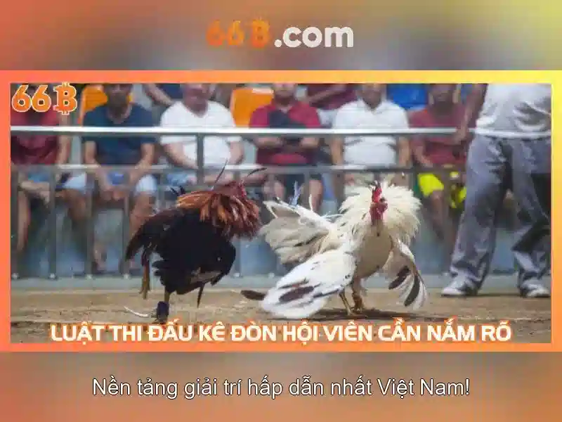 66b: Khái niệm, nguồn gốc và vai trò